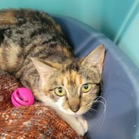 vierge, chatte à adopter