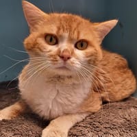 MANS, chat à adopter