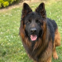 Uston CAA15184, chien à adopter