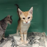 PANTIN PAB28714, chat à adopter