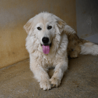 Yuki (en cours d'adoption), chien à adopter
