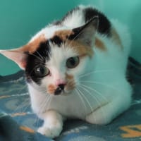 CLOVER, chatte à adopter