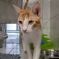 DOUJA, chatte à adopter