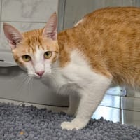 DOUJA, chatte à adopter