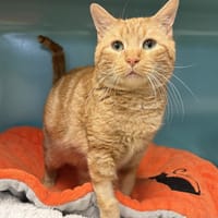 Cliper, chat à adopter