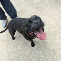 LAIKA QCN, chienne à adopter