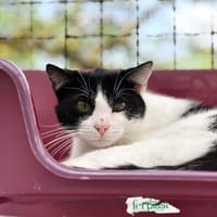Litichi, chat à adopter
