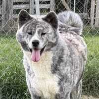 UTOPIA, chienne à adopter