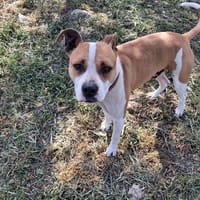 ATOS, chien à adopter