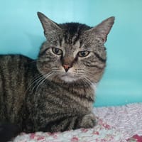SQUATTEUR CHA, chat à adopter