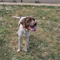 marthy, chien à adopter