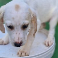 BIANCA (réservée), chienne à adopter