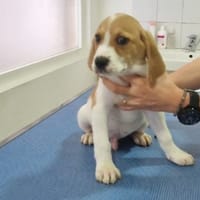 PHOBOS (réservé), chien à adopter