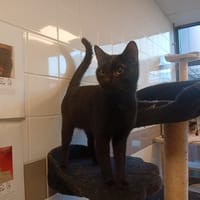 GÖTE, chat à adopter