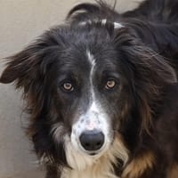 Lilo, chienne à adopter