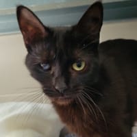 JADE, chatte à adopter