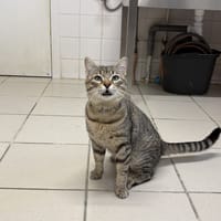 Manneken, chat à adopter