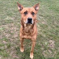 Dingo CAA15190, chien à adopter