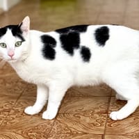 Raja, chat à adopter
