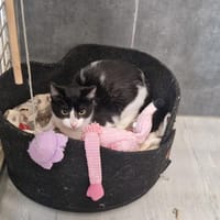 ONI, chatte à adopter