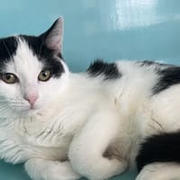 FIRE C, chatte à adopter