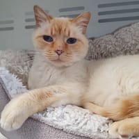 VARAN CHA, chat à adopter