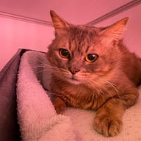 Lulu, chat à adopter
