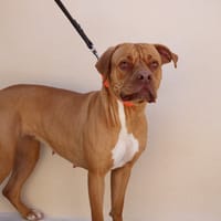 YUNA HAA24755, chienne à adopter