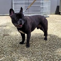 BROUCK, chien à adopter