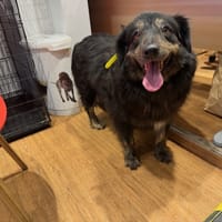 ALBA, chienne à adopter