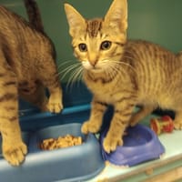 MARLIN PAB28691, chat à adopter