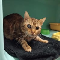 ORLEANS PAB28715, chat à adopter