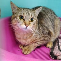 Marie, chatte à adopter