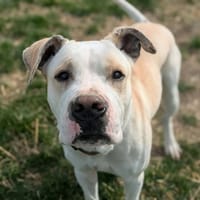 SKYZ, chien à adopter