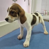 TITAN, chien à adopter