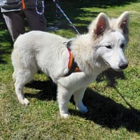 VIVI (réservée), chienne à adopter