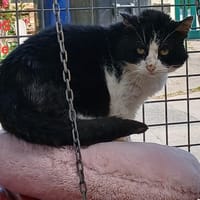 Emile, chat à adopter
