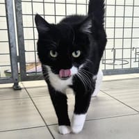 BOHEME, chatte à adopter