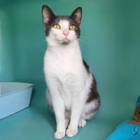 vero, chatte à adopter