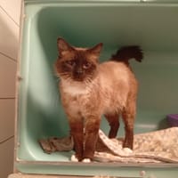 STIG, chat à adopter
