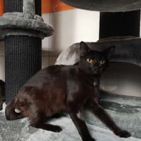 caprice, chatte à adopter