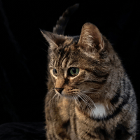 SHIVA CHA, chatte à adopter