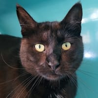 marcel, chat à adopter