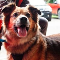 Nala, chienne à adopter