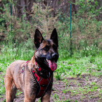 Vahiné, chienne à adopter