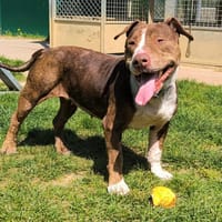 ANA PAA24184 ex NALA, chienne à adopter