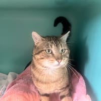 SMURF, chat à adopter