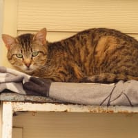 Mister, chat à adopter