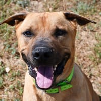 Shadow, chien à adopter