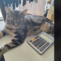 AMAZONE, chatte à adopter